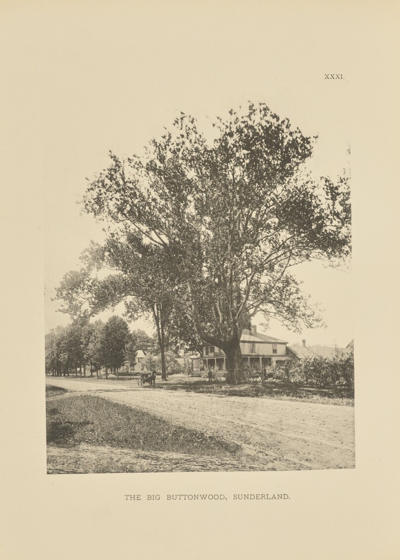 The Big Buttonwood, Sunderland