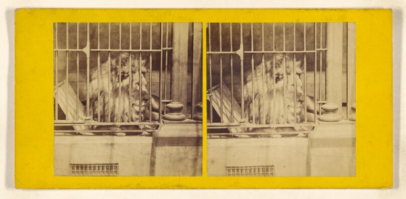 The Lion. (Felis Leo.)