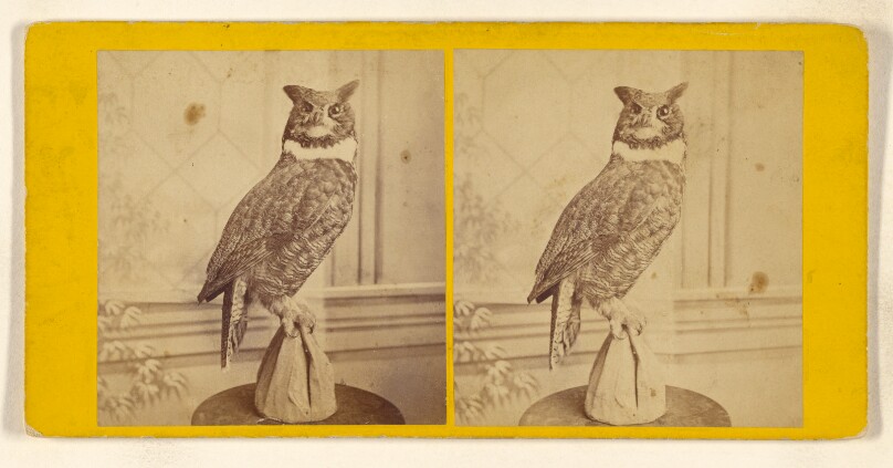 Great Horned Owl.