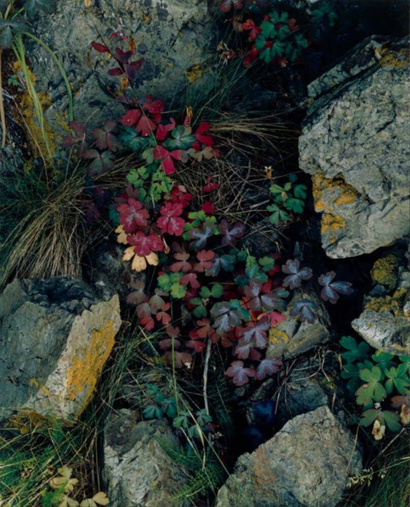 Columbine Leaves, Great Spruce Head Island, Maine