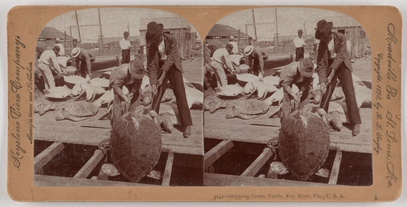 Shipping Green Turtle, Key West, Fla., U.S.A.