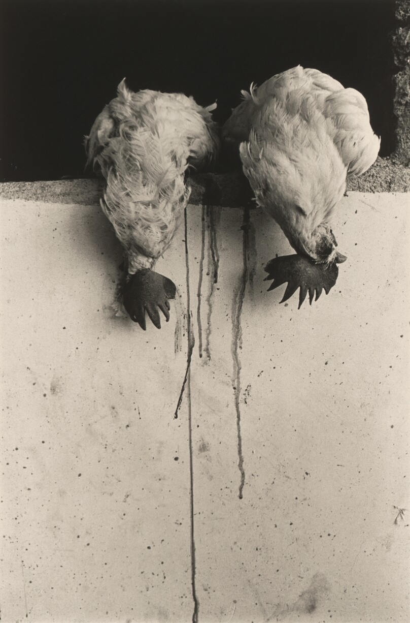 Gallos, Juchitán, Oaxaca