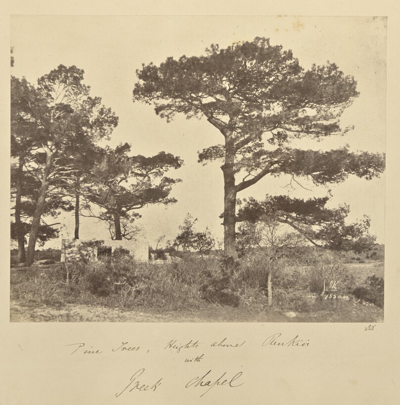 Pine Trees, Heights above Renkioi with Greek Chapel