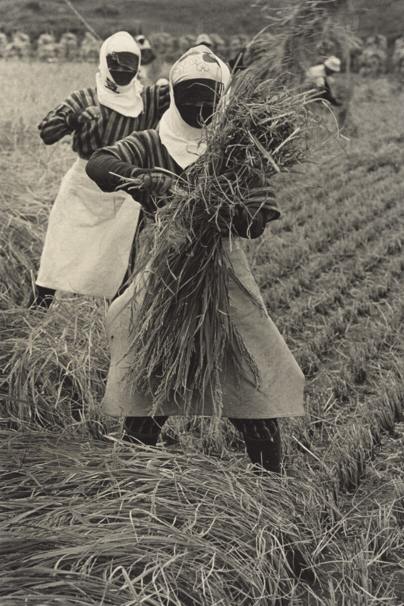 Rice Harvesting, Yamagata Prefecture
