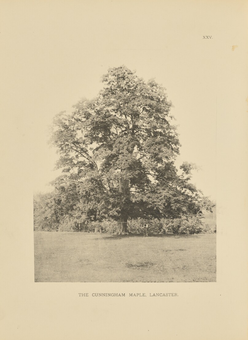 The Cunningham Maple, Lancaster