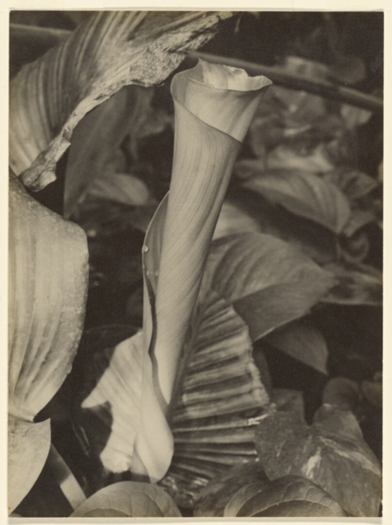 [Philodendron]