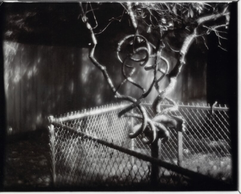 Untitled (chain link fence, odd tree)