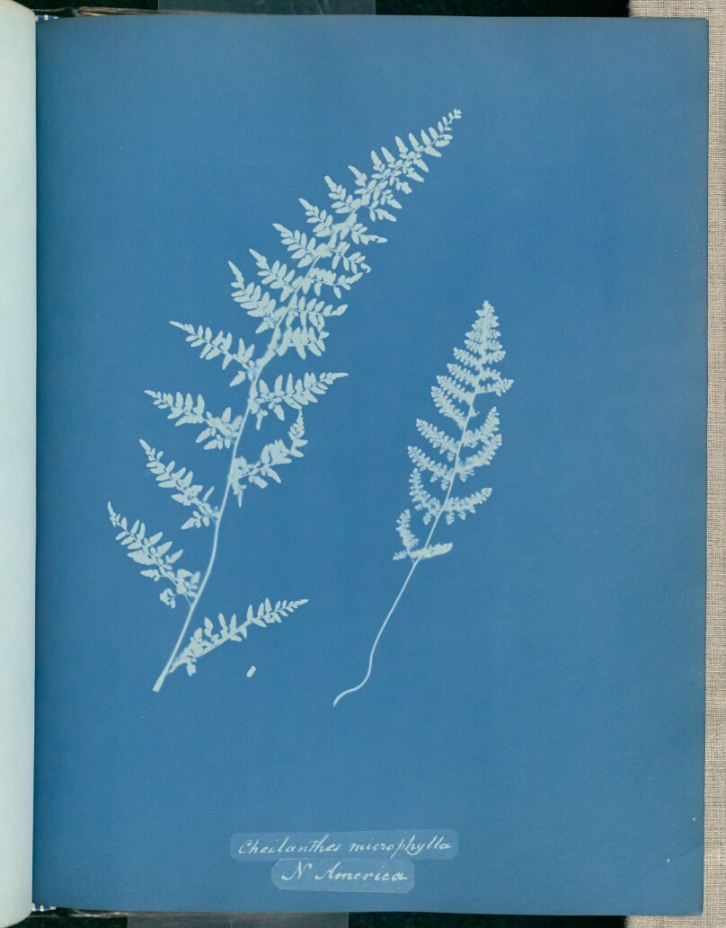 Cheilanthes microphylla, N. America
