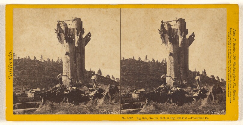 Big Oak, circum. 36 ft. at Big Oak Flat. - Tuolumne Co.
