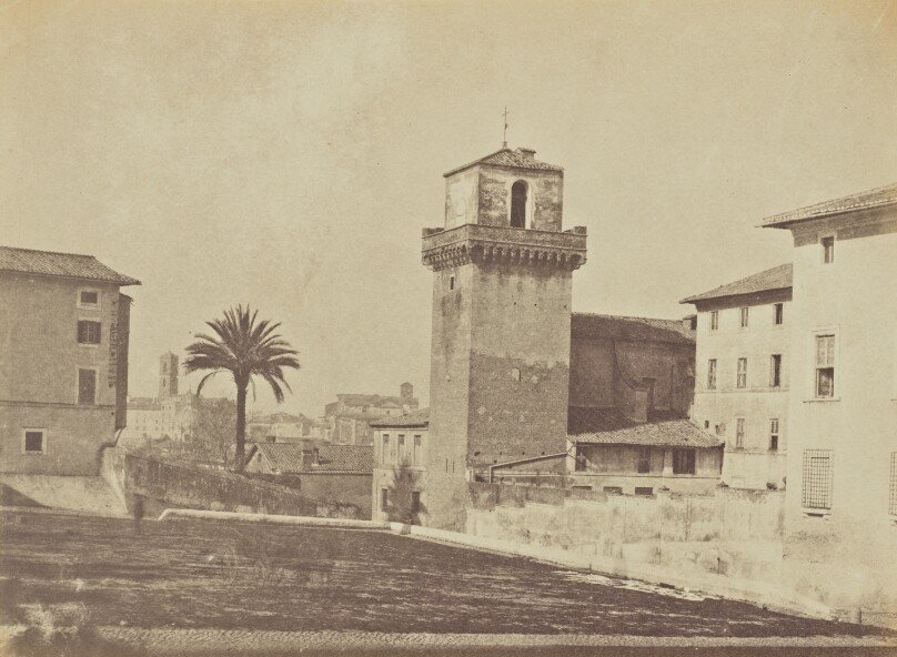 Palm Tree from St Pietro in Vinculo [sic], Rome