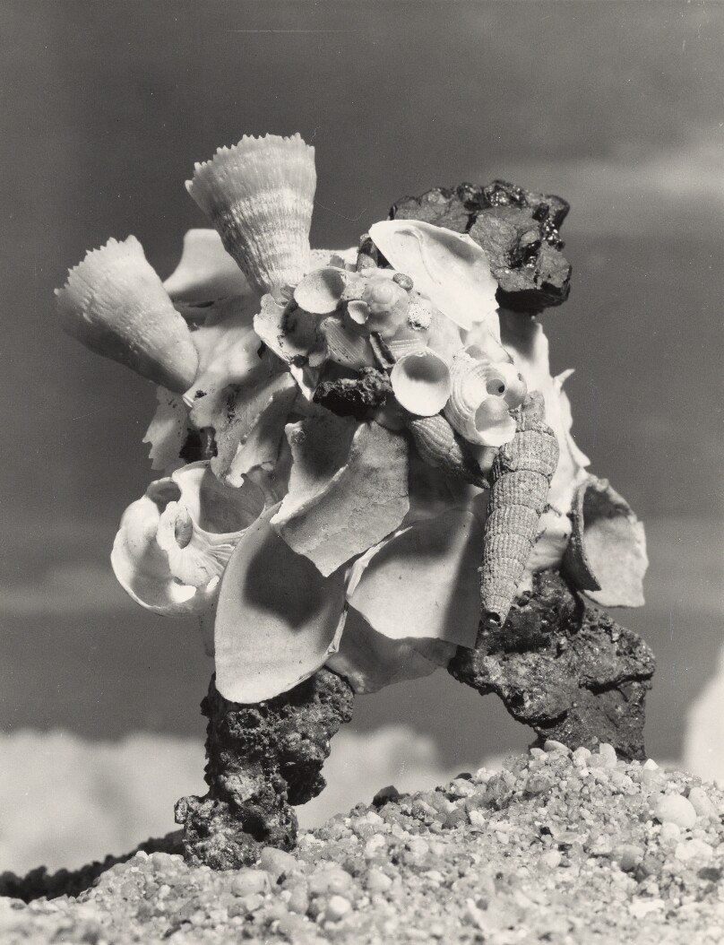 Pallid Carrier Shell