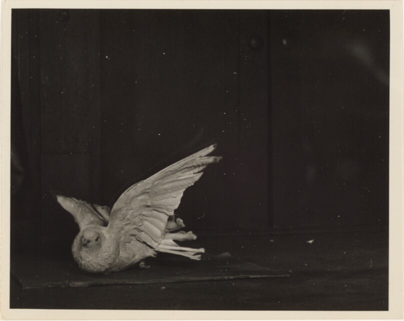 Tumbler Pigeons