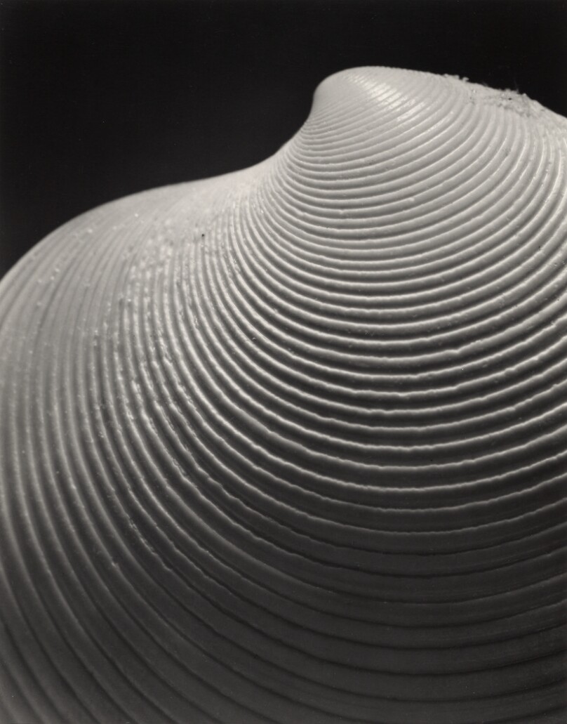 Elegant Disk Clam, dosinia elegans, Conrad
