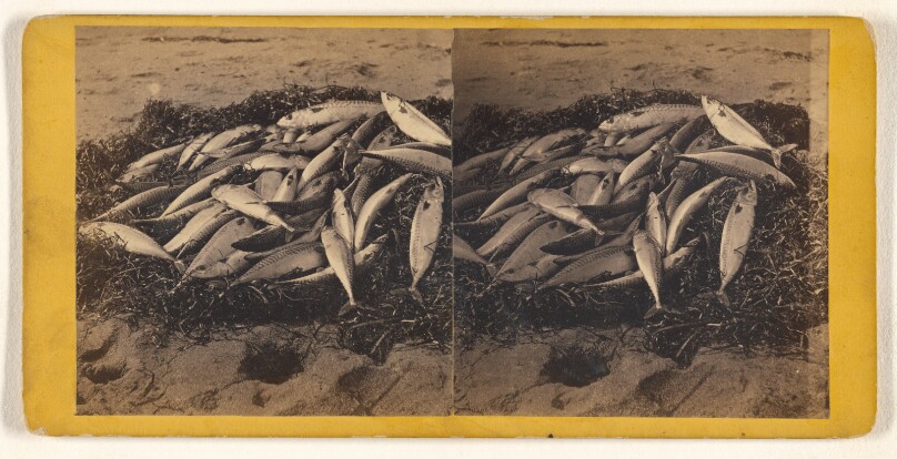 [Fish on pile of seaweed on beach]
