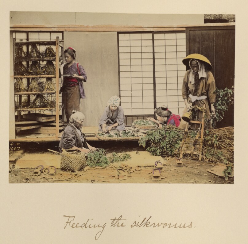 Feeding the silkworms