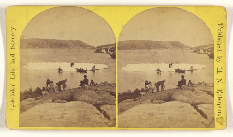 Labrador. Square Island. Party on Iceberg and Curing Fish.