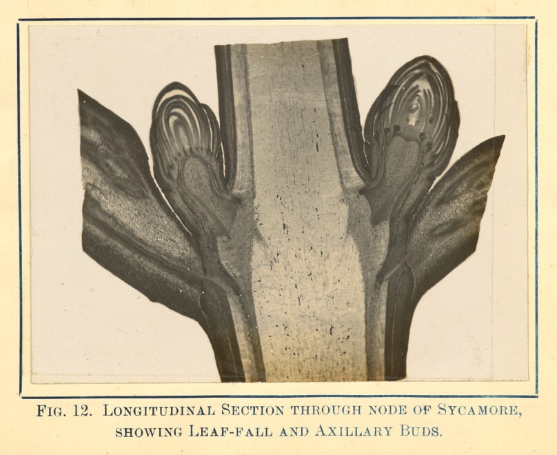 [View of Sycamore Tree - Longitudinal Section]
