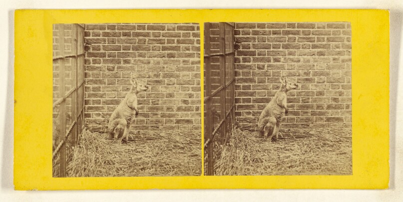 The Wallaby, Hybrid. (Between H. Ruficolus, & H. Bennettii.)