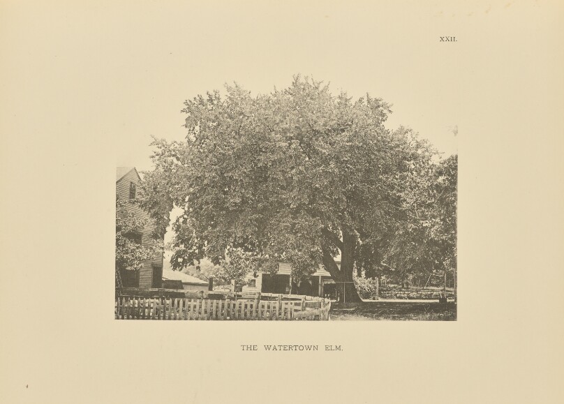 The Watertown Elm
