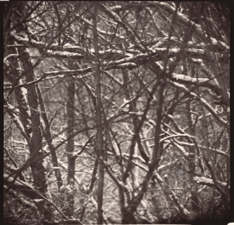 Tree Snow, Hannibal, Missouri