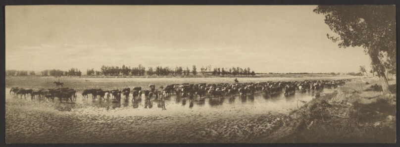 [Cattle at Watering Hole]