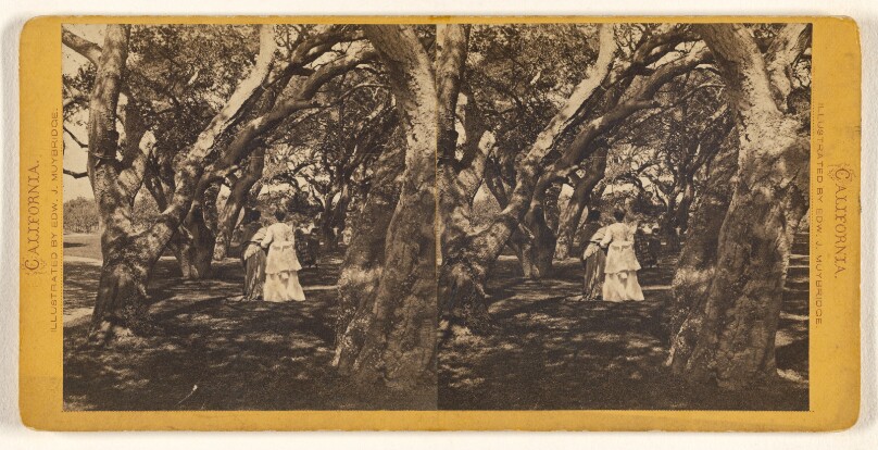 [Two women walking with backs to camera through a series of shade trees, two little girls in front of them]