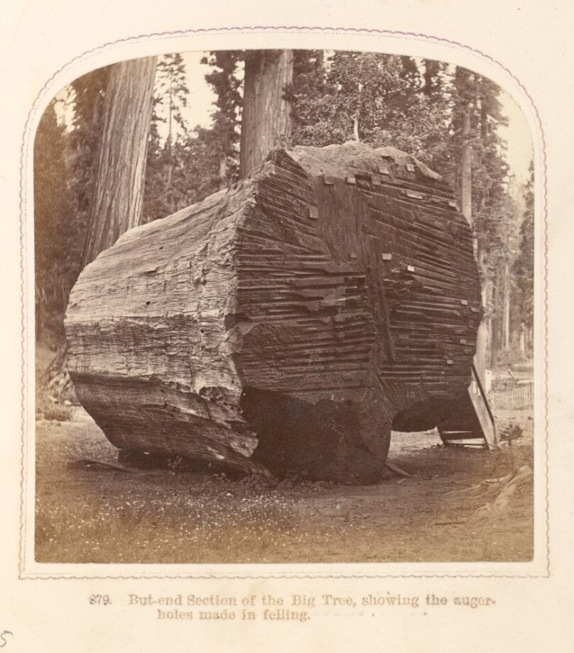 But-End Section of the Big Tree