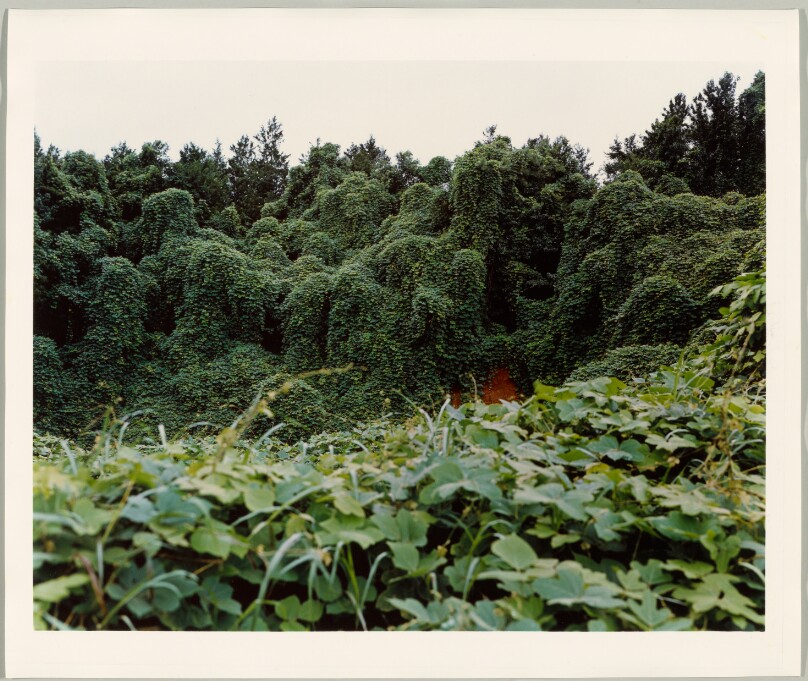 Kudzu with Red Soil Bank, Near Akron, Alabama
