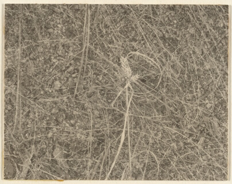 [Untitled Landscape]