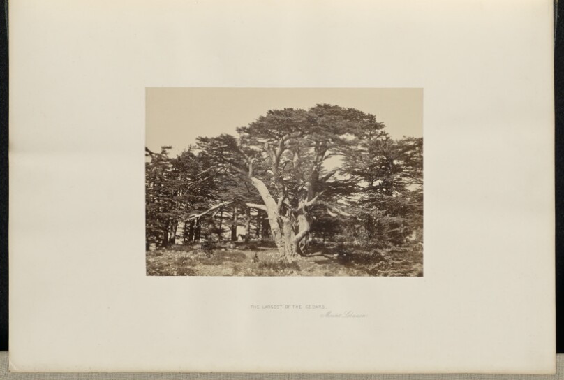 The Largest of the Cedars, Mount Lebanon