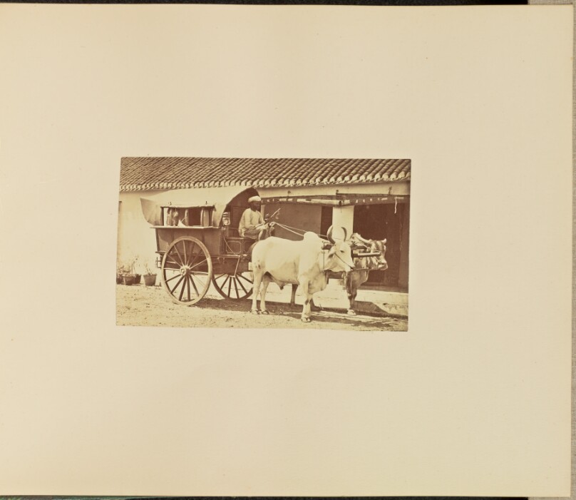 [Bullock-drawn Carriage and Driver]