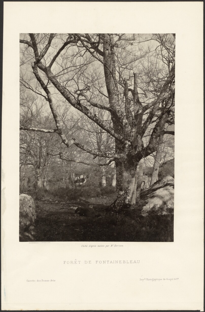 Forét de Fontainebleau