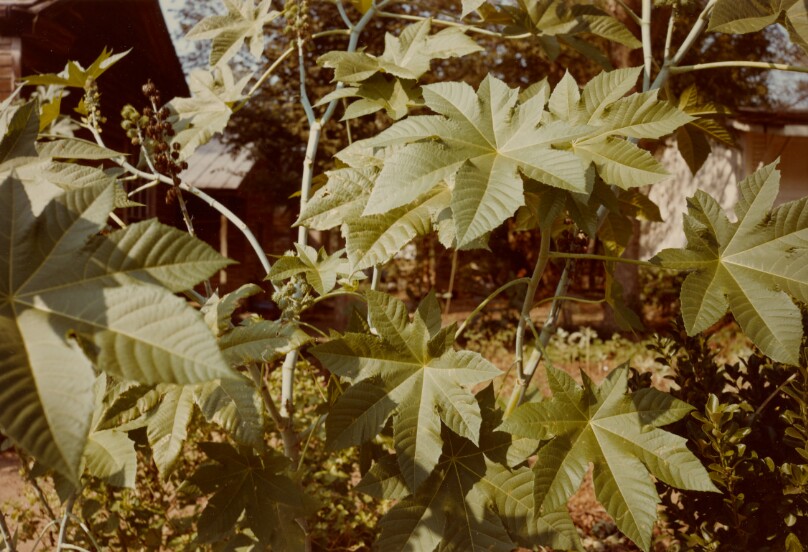 Castor bean plant, Americus