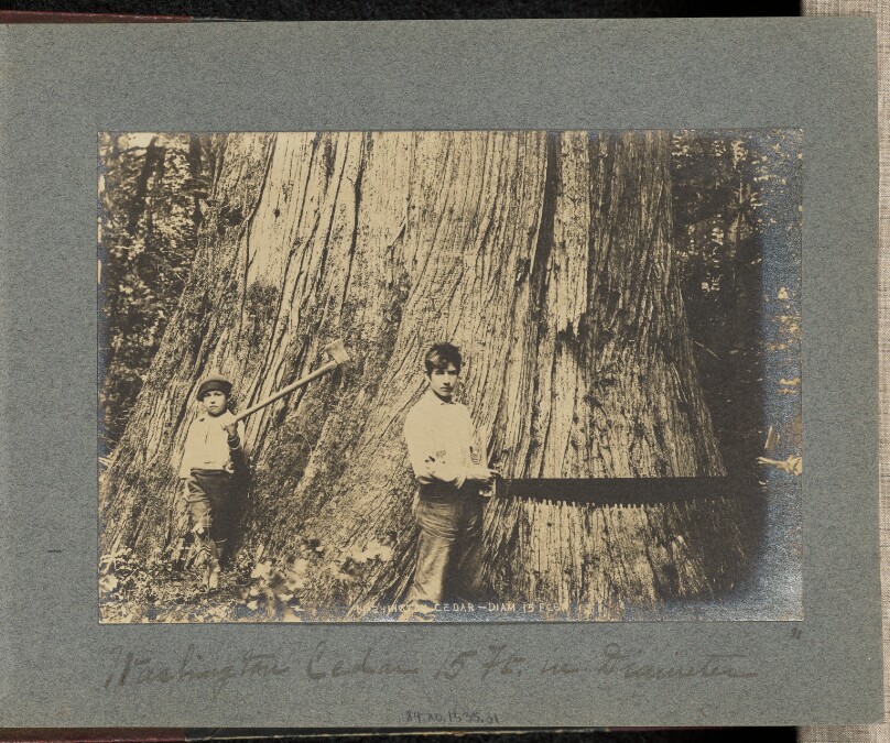 Washinton Cedar 15 Ft. in Diameter