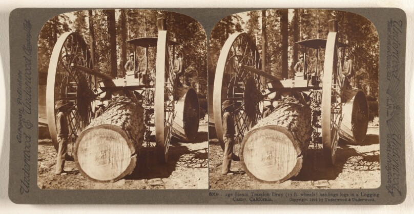 Huge Steam Traction Dray (13 ft. wheels) hauling logs in a Logging Camp, California.