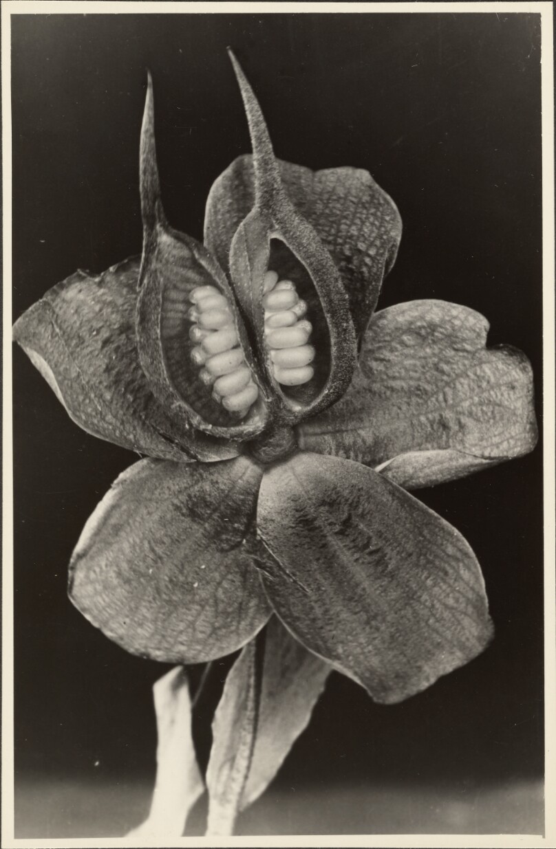 Helleborus foetidus, Christrose, Samenstand, Offen