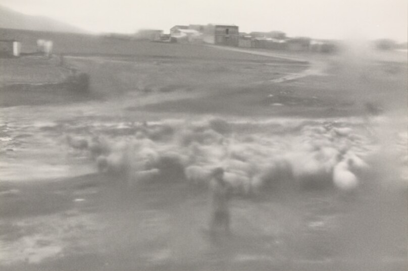[Flock of Sheep with Shepherd, Spain]