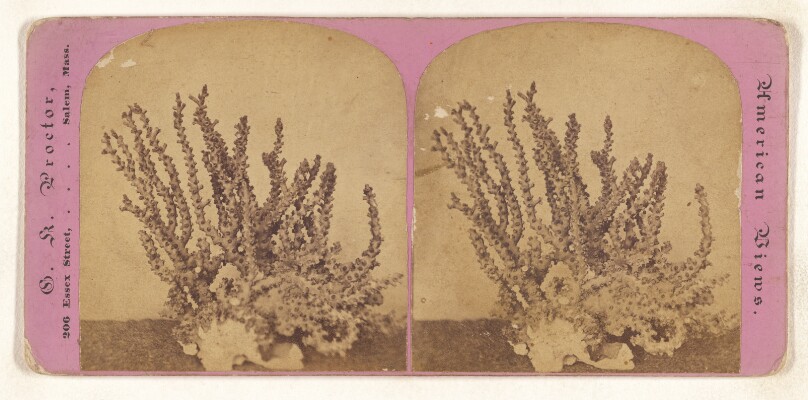 [Coral or sponge]