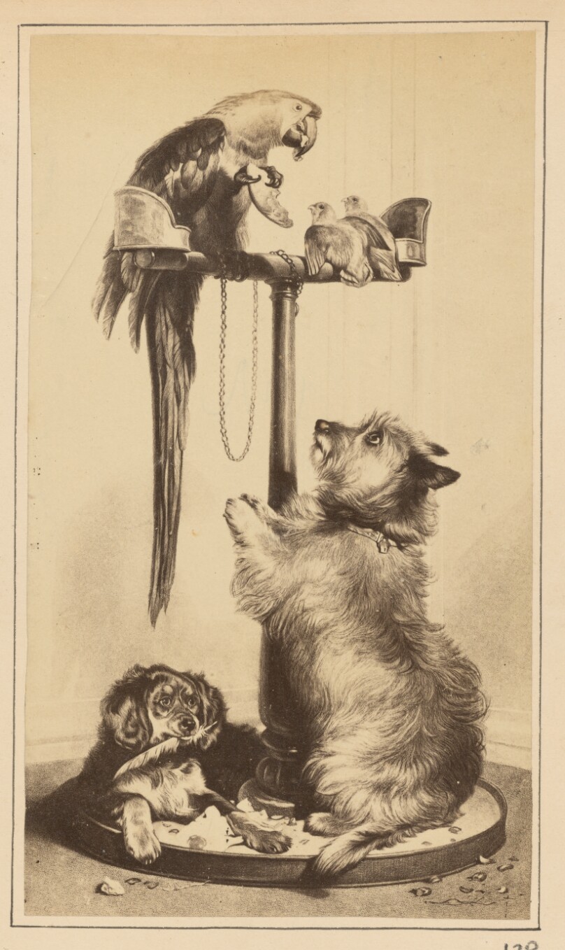 [Painting of Two Dogs and a Parrot]