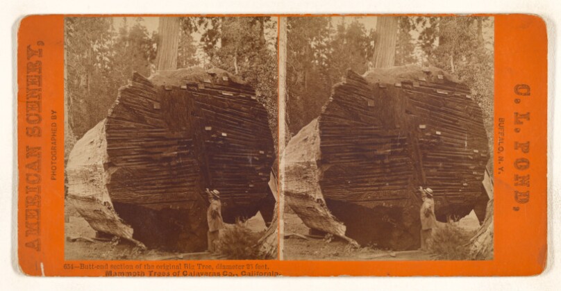 Butt-end section of the original Big Tree, diameter 25 feet. Mammoth Trees of Calaveras Co., California.