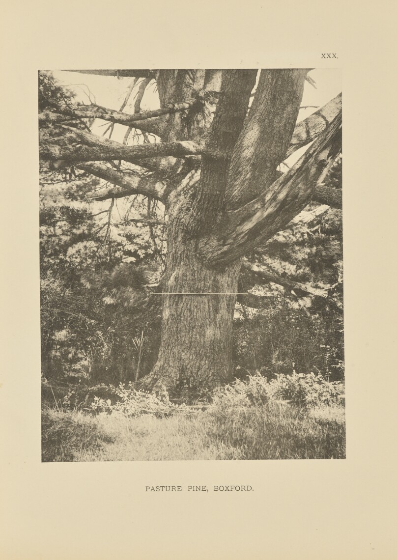Pasture Pine, Boxford