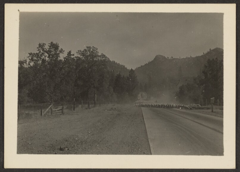 [Animal Herd Crossing Road]