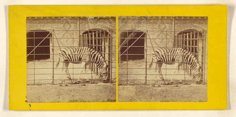 The Zebra, Burchell's, or Dauw. (Asinus Burchellii.)