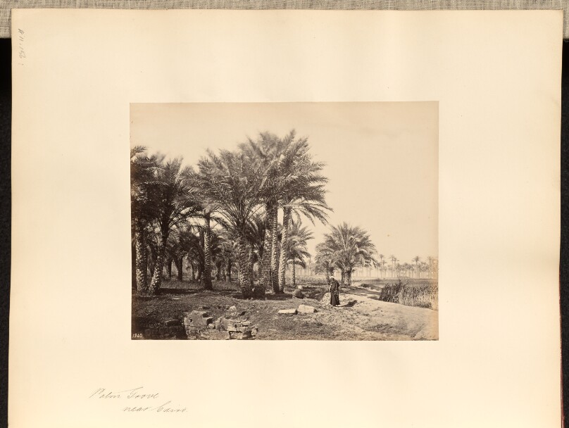 Palm Grove, near Cairo