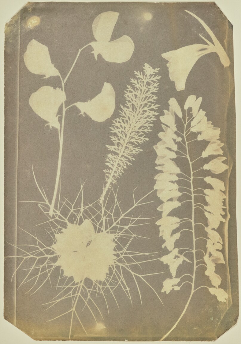 [Arrangement of Plant Specimens]