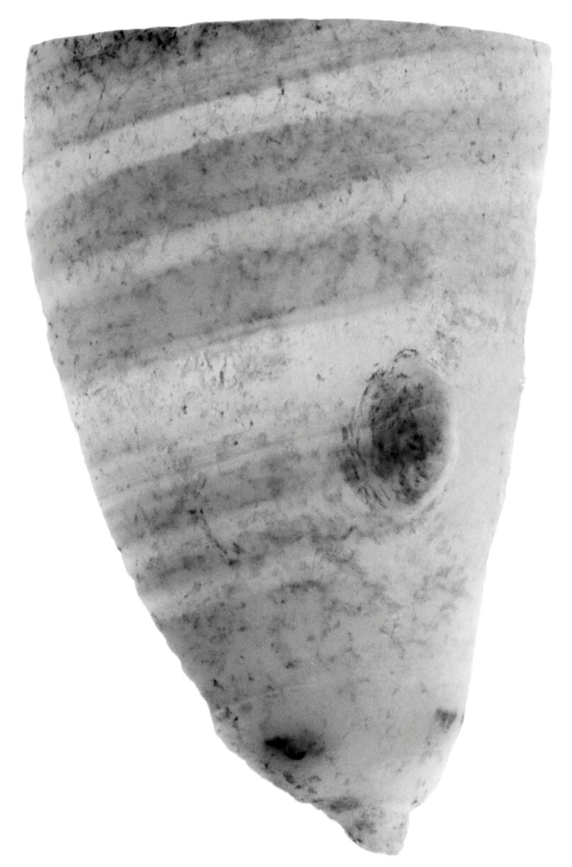 Vase Fragment