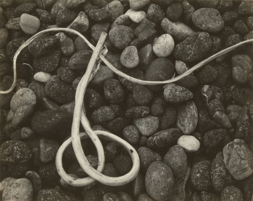 Kelp, Point Lobos