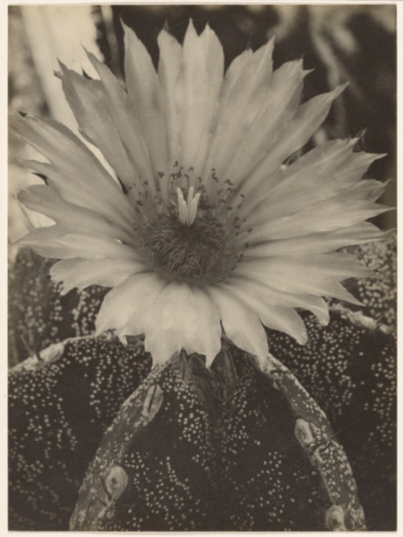 [Cactus in Bloom]