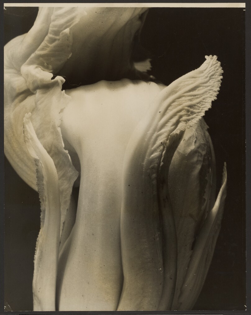 [Chinese Cabbage]