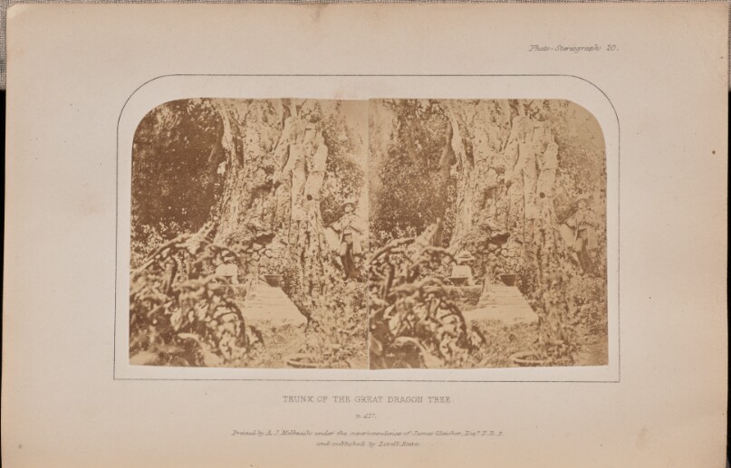 Trunk of the Great Dragon Tree